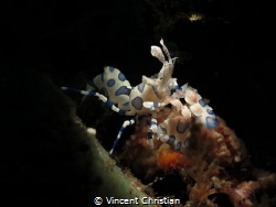 This is Hymenocera Picta a.k.a Harlequin Shrimp. Shoot in... by Vincent Christian 